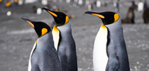 Three King Penguins